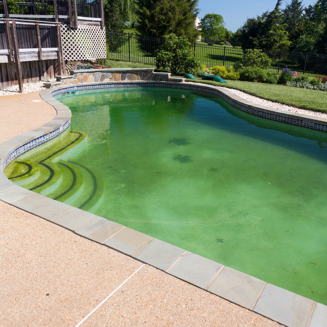 Algae Removal & Prevention